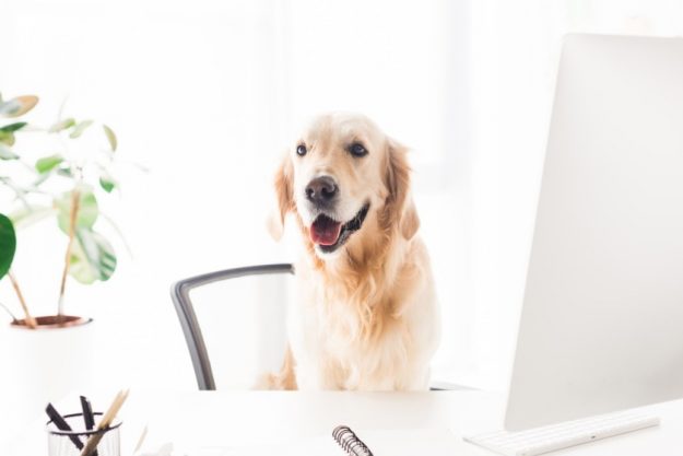 Dog Trust In Arizona