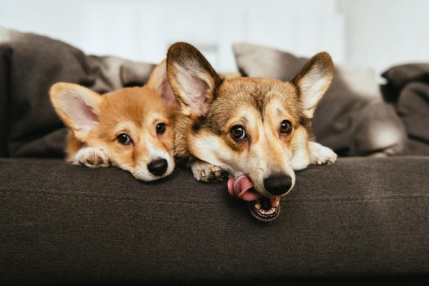 How Does A Pet Trust Work In Arizona How Does A Pet Trust Work In Arizona